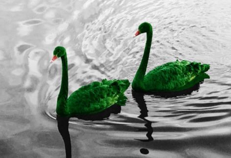 Green swans